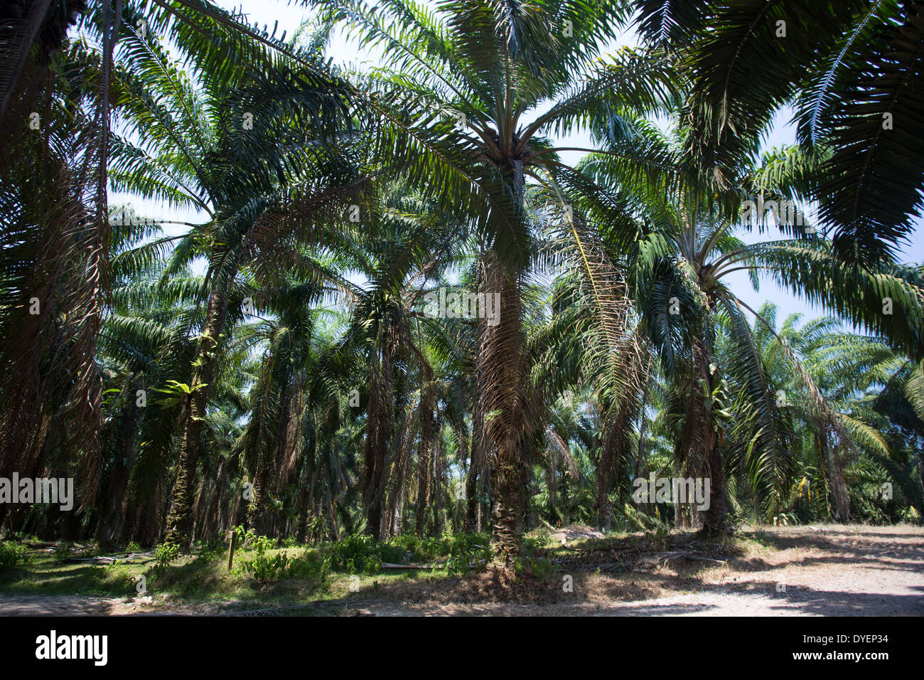 Olio di palma piantagione in Pahang provincia, Malaysia Foto Stock