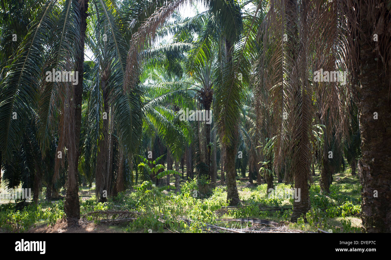 Olio di palma piantagione in Pahang provincia, Malaysia Foto Stock