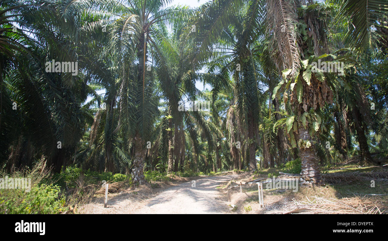 Olio di palma piantagione in Pahang provincia, Malaysia Foto Stock