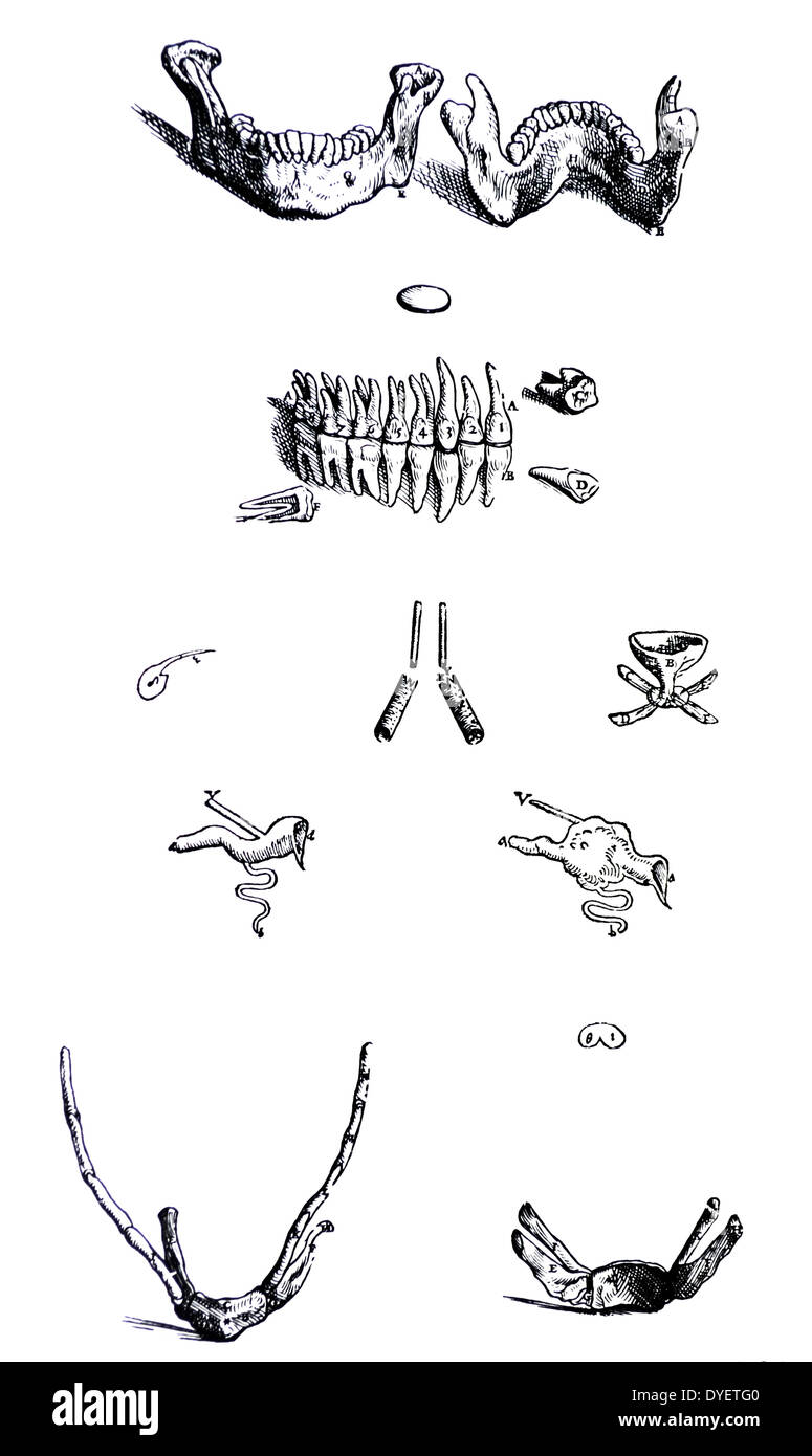 Le piastre del primo libro del De humani corporis fabrica di Andreas Vesalius, (1514-1564) piastra 9 - il primo o a destra la figura di questo capitolo presenta l'aspetto auterior della ganascia inferiore insieme con i denti. Foto Stock