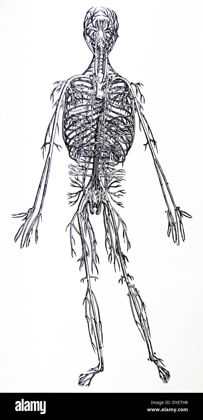 Le piastre dal terzo libro del De humani corporis fabrica di Andreas Vesalius, (1514-1564) piastra 45 - una definizione completa di tutta la grande arteria (aorta) liberato da tutte le parti. Foto Stock