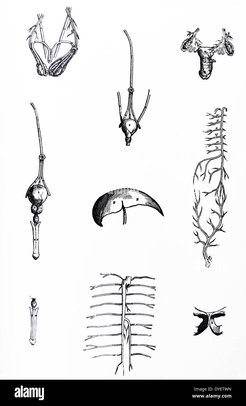 Le piastre da la personificazione del De humani corporis fabrica di Andreas Vesalius, (1514-1564) piastra 87 La figura mostra gli organi interni tra cui le ghiandole riproduttive sistemi venosi. Foto Stock