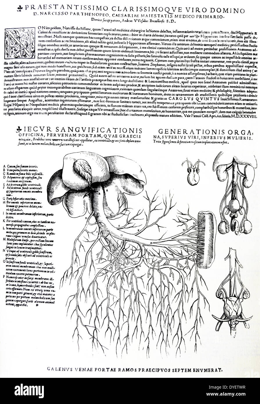 Le piastre da la personificazione del De humani corporis fabrica di Andreas Vesalius, (1514-1564) piastra 89 - diagramma che mostra il maschio e la femmina di sistemi di riproduzione (destra); schema che mostra il fegato con sistema venoso (sinistra). Foto Stock