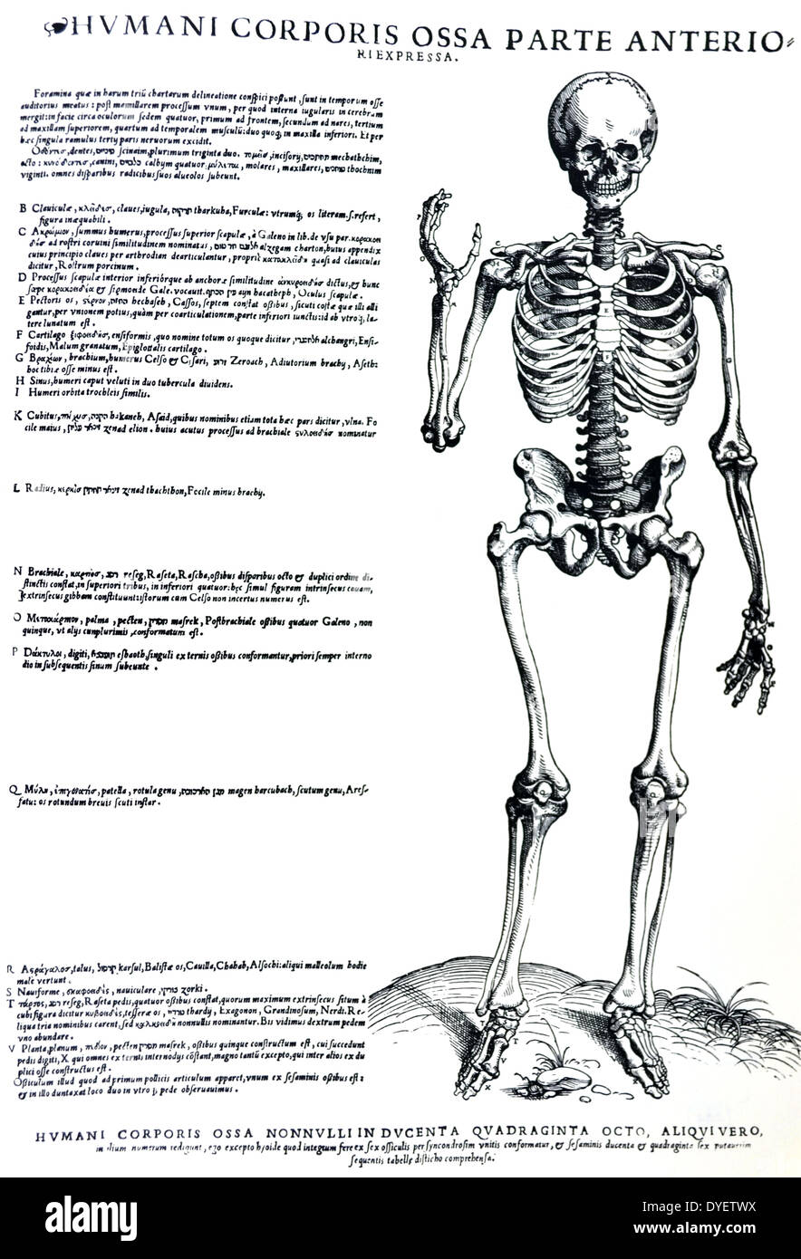 Le piastre da la personificazione del De humani corporis fabrica di Andreas Vesalius, (1514-1564) corpo pieno sketal struttura, rivolta verso il lato anteriore. Foto Stock