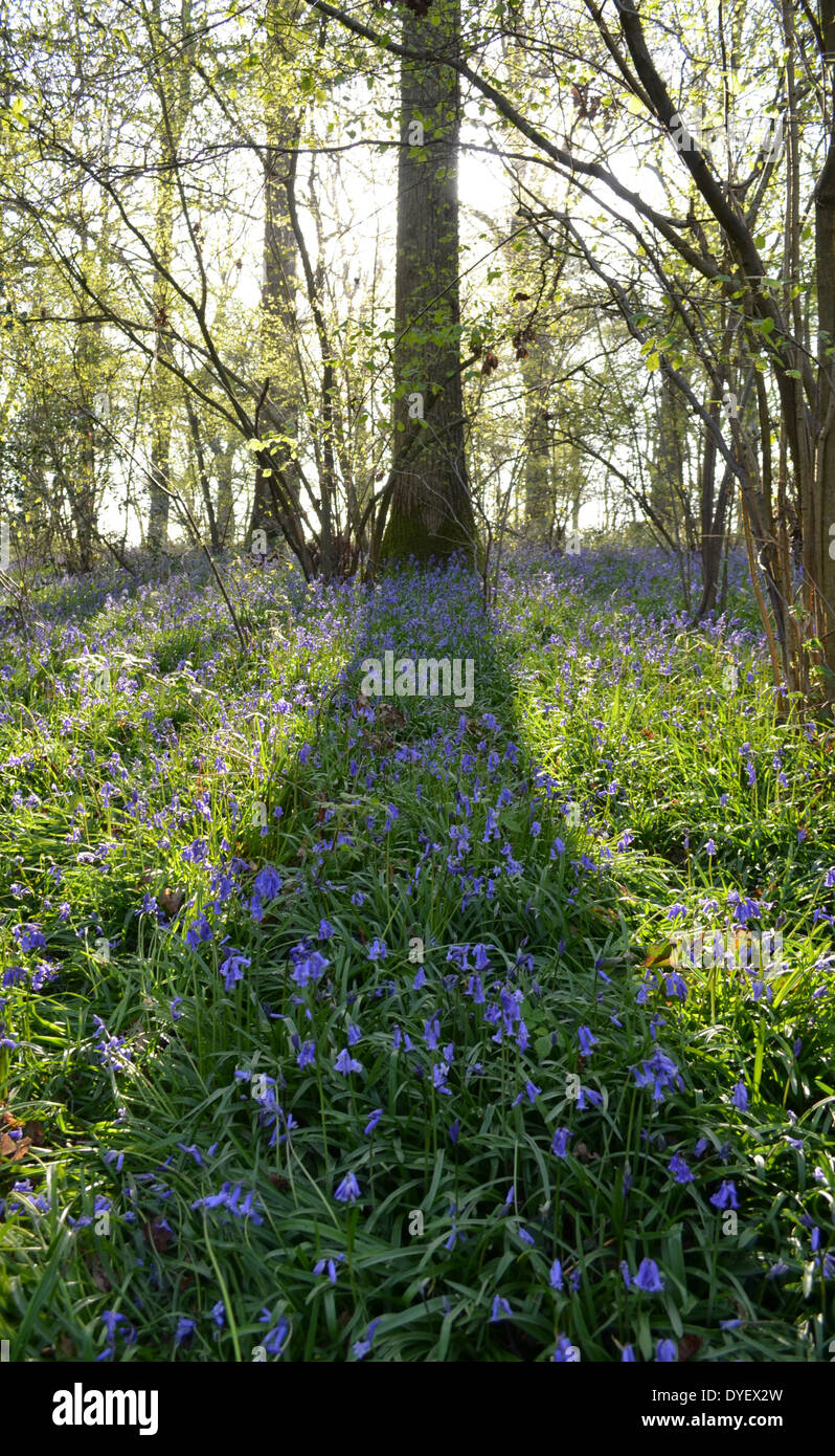 Un bluebell legno in Inghilterra meridionale durante la primavera. Foto Stock