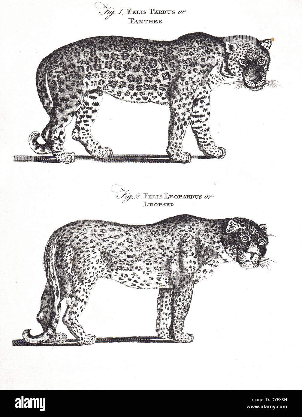 Panther e Leopard, Enciclopedia Britannica, 1a edizione, 1771. Foto Stock