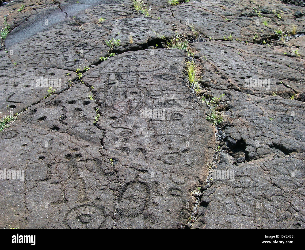 Arte rupestre. Petroglifi incisi nella larva rock, sulla Big Island delle Hawaii. Queste figure stilizzate sono alcune delle 3000 Puako incisioni rupestri su questa isola. Foto Stock