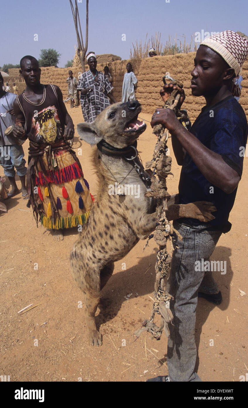 La iena pet è parte del circus animista truppa. Animisti credere che il proprietario riceve alimentazione dall'animale. Stato di Kano, Nigeria Foto Stock