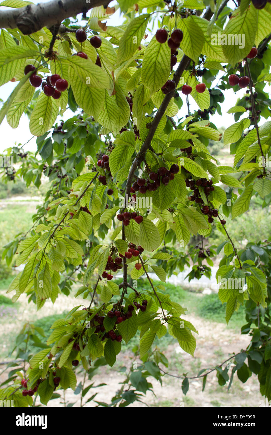 Ciliegie mature su un albero in un Cherry Orchard. Fotografato in Cipro Foto Stock