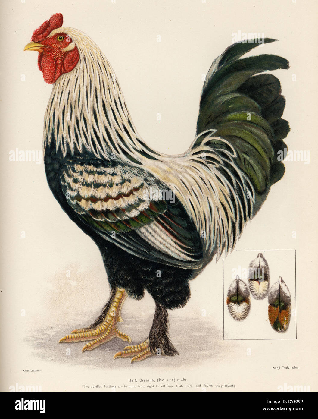 Xix secolo illustrazione di un pollo Foto Stock