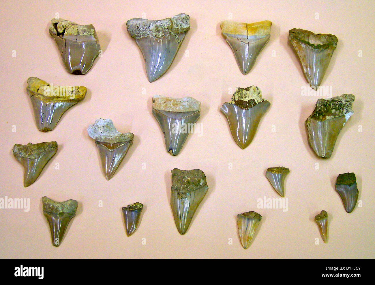 Kaltner Denti Di Squalo Fossili | Set Da 3 Pezzi | XXL E Naturali | Idea Regalo Originale - Foto 8