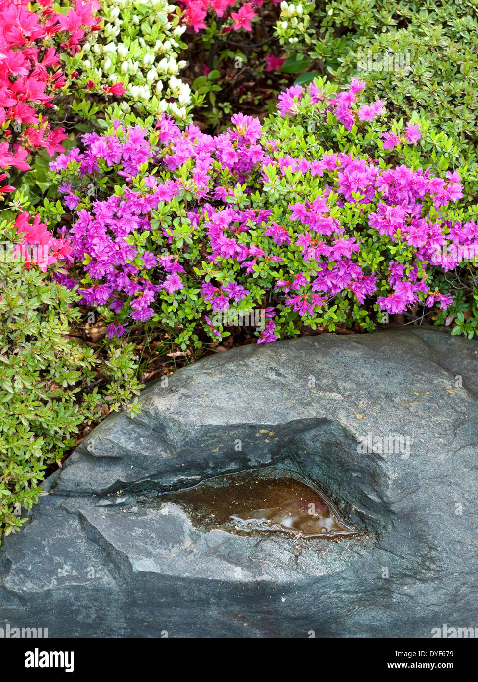 Blooming azalea cespugli e roccia bagnata frammento dal giapponese giardino  zen da primavera Foto stock - Alamy