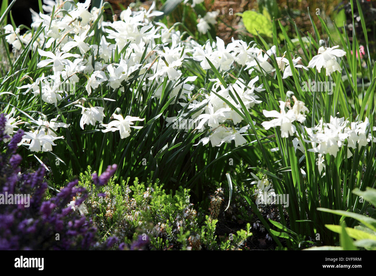 Bella soleggiato narcisi, visualizzati qui nel giardino del locale e amico prossimo MRS.m.Vantaggi di acton burnell nello Shropshire. Foto Stock