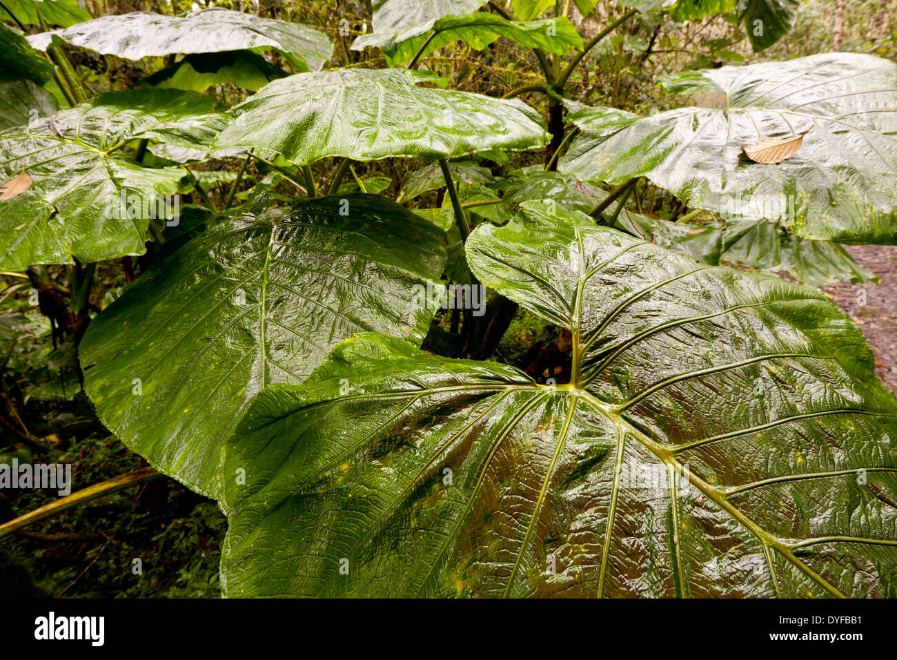 Grandi foglie di bagnato in La Amistad national park in Chiriqui provincia, Repubblica di Panama. Foto Stock