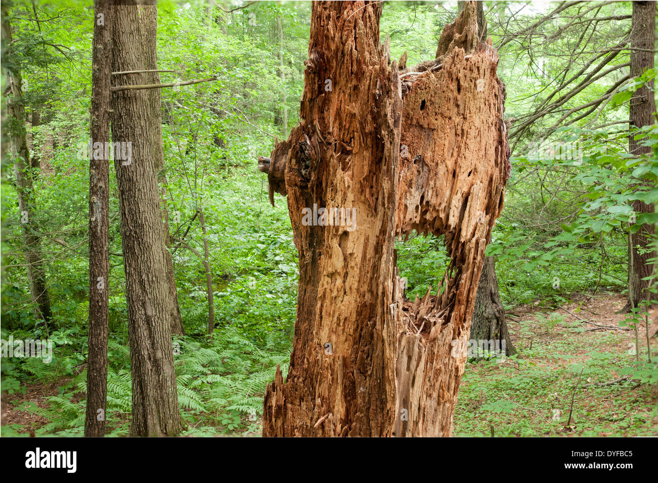 Foro nel marcio tronco di albero nella foresta Foto Stock