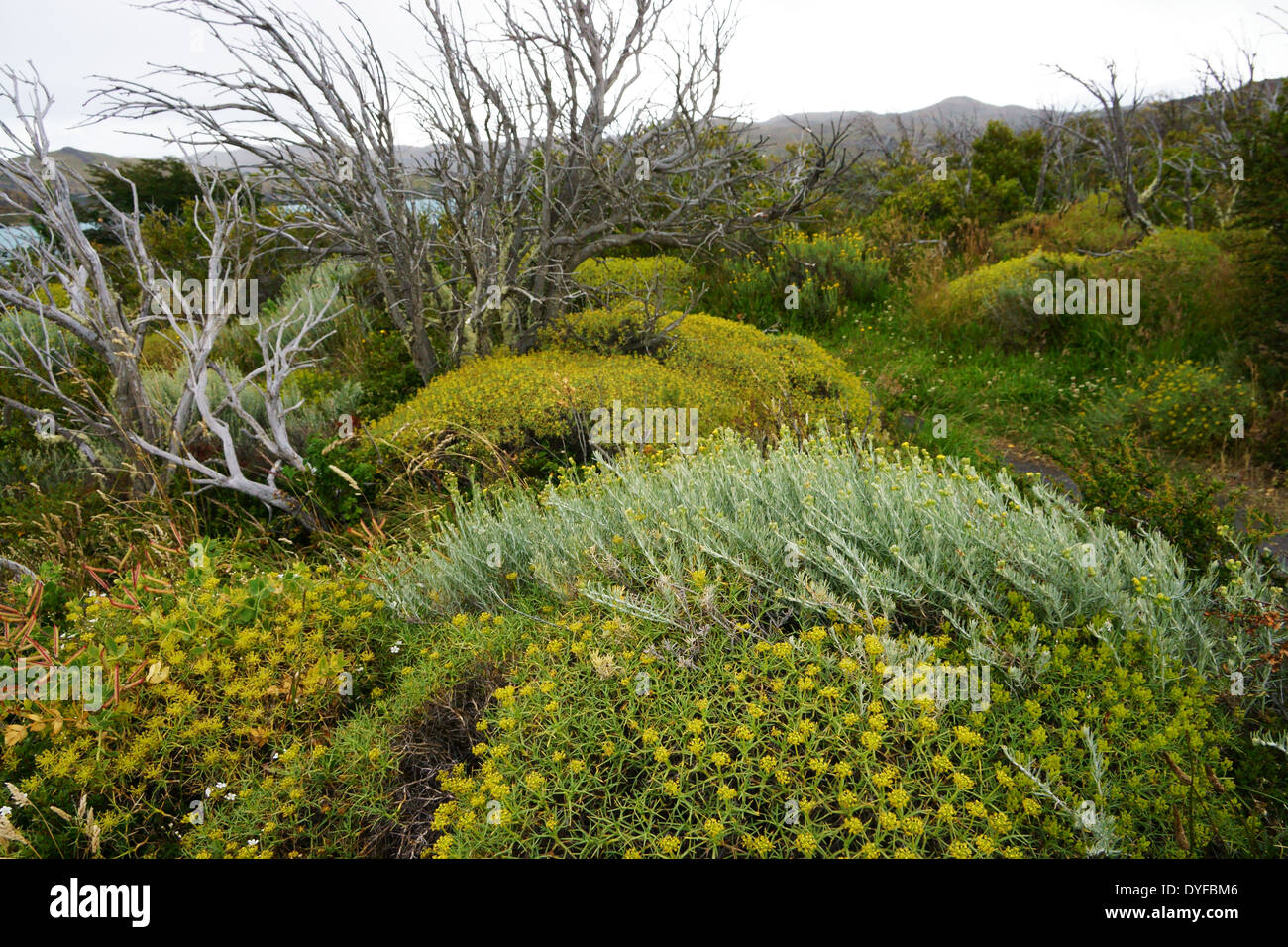 La flora in Torres del Paine NP. Suocera bush, Patagonia, Cile Foto Stock