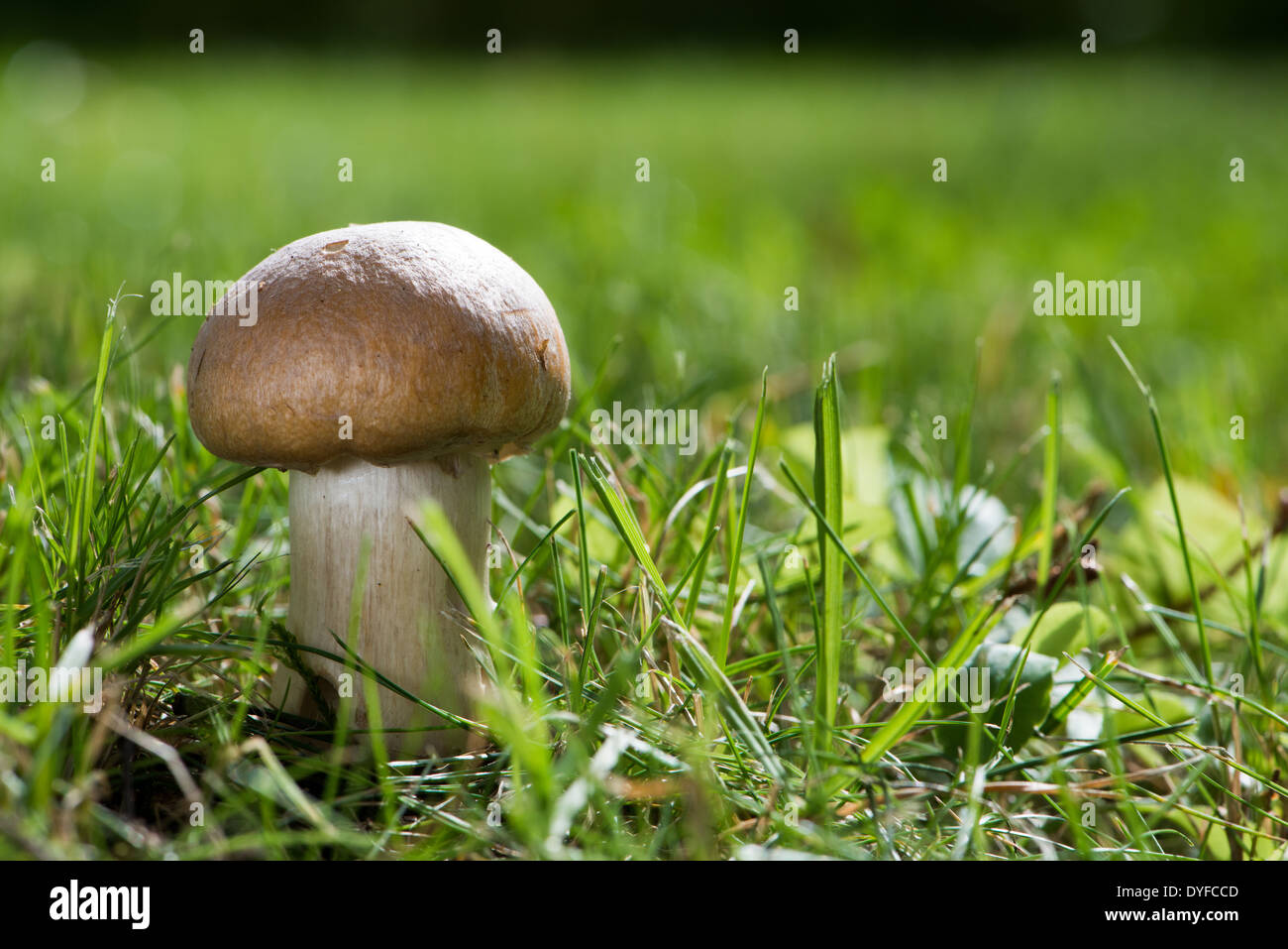 Unico fungo su sfondo natura Foto Stock