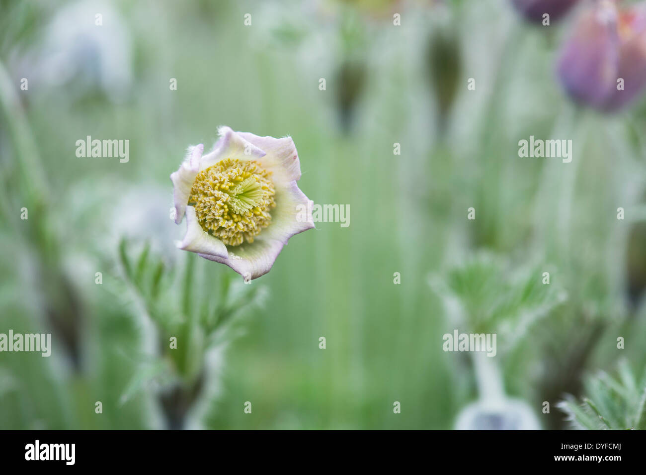 Pulsatilla Violacea Georgica. "Pasque Flower Foto Stock