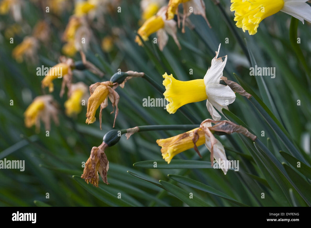 Trascorso narcisi in un giardino inglese. I narcisi che hanno bisogno di essere a vuoto. Foto Stock