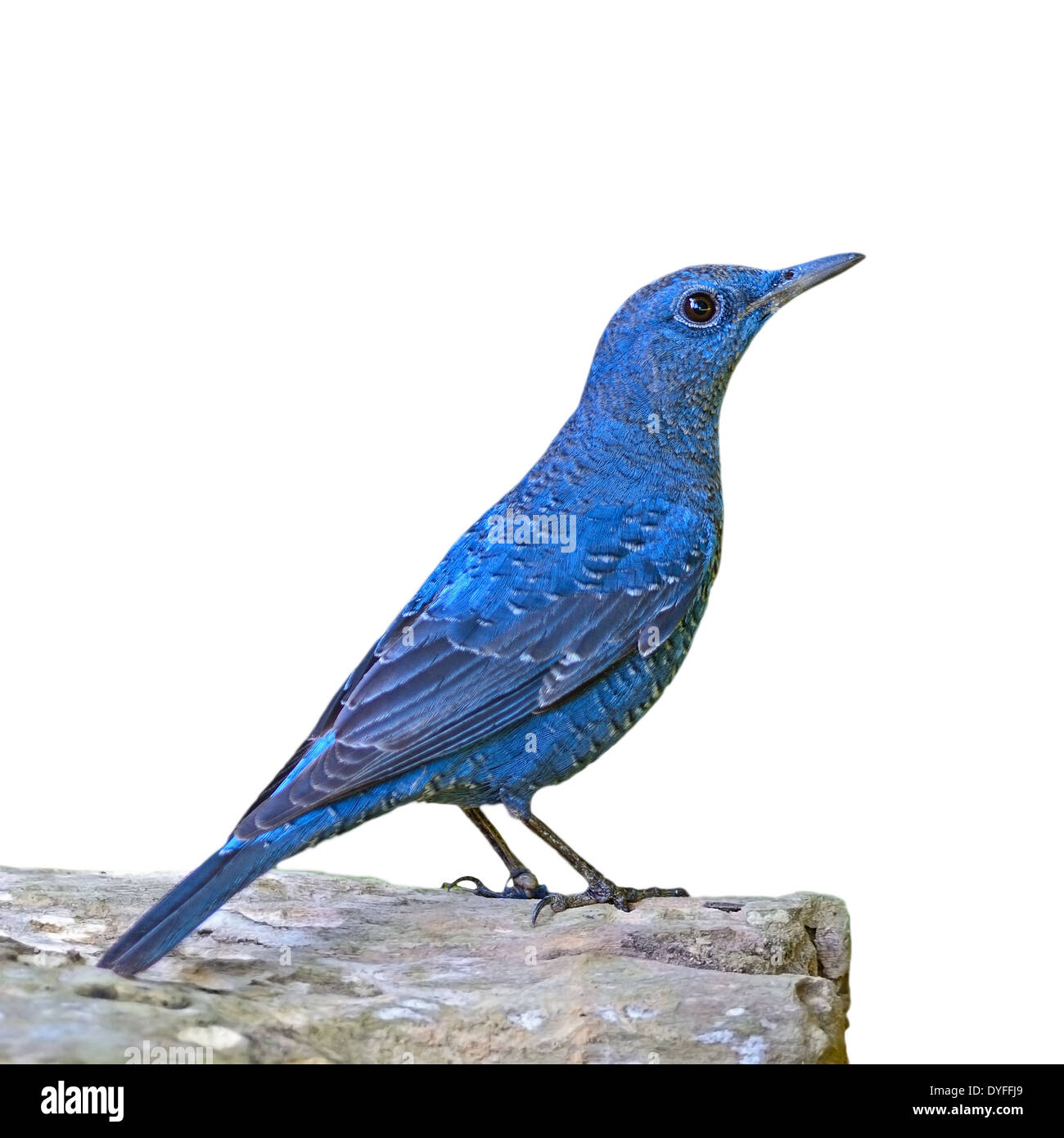 Blue Bird, Passero Solitario (Monticola solitarius) in piedi sul log, isolato su sfondo bianco Foto Stock