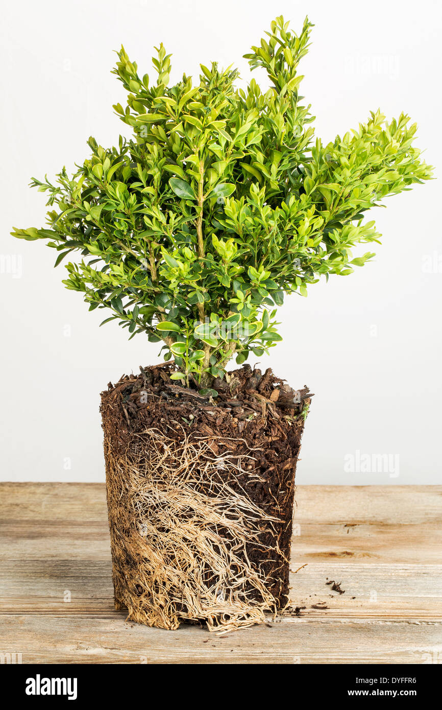 Giovane pianta di cespuglio di bosso con radice esposta pronti per la semina Foto Stock