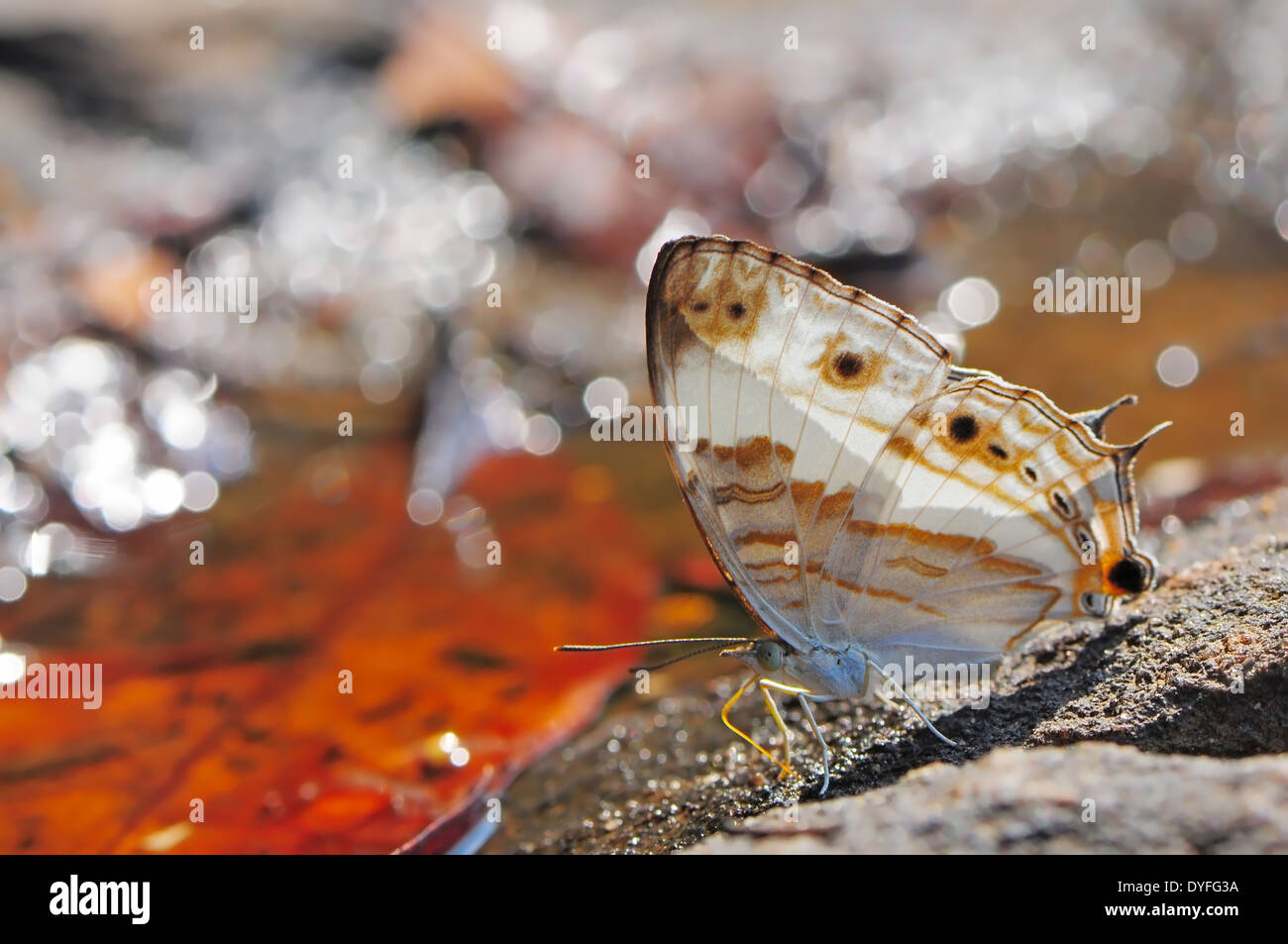 White butterfly, piccola mappa (Anthreptes malacensis), in piedi sulla roccia Foto Stock