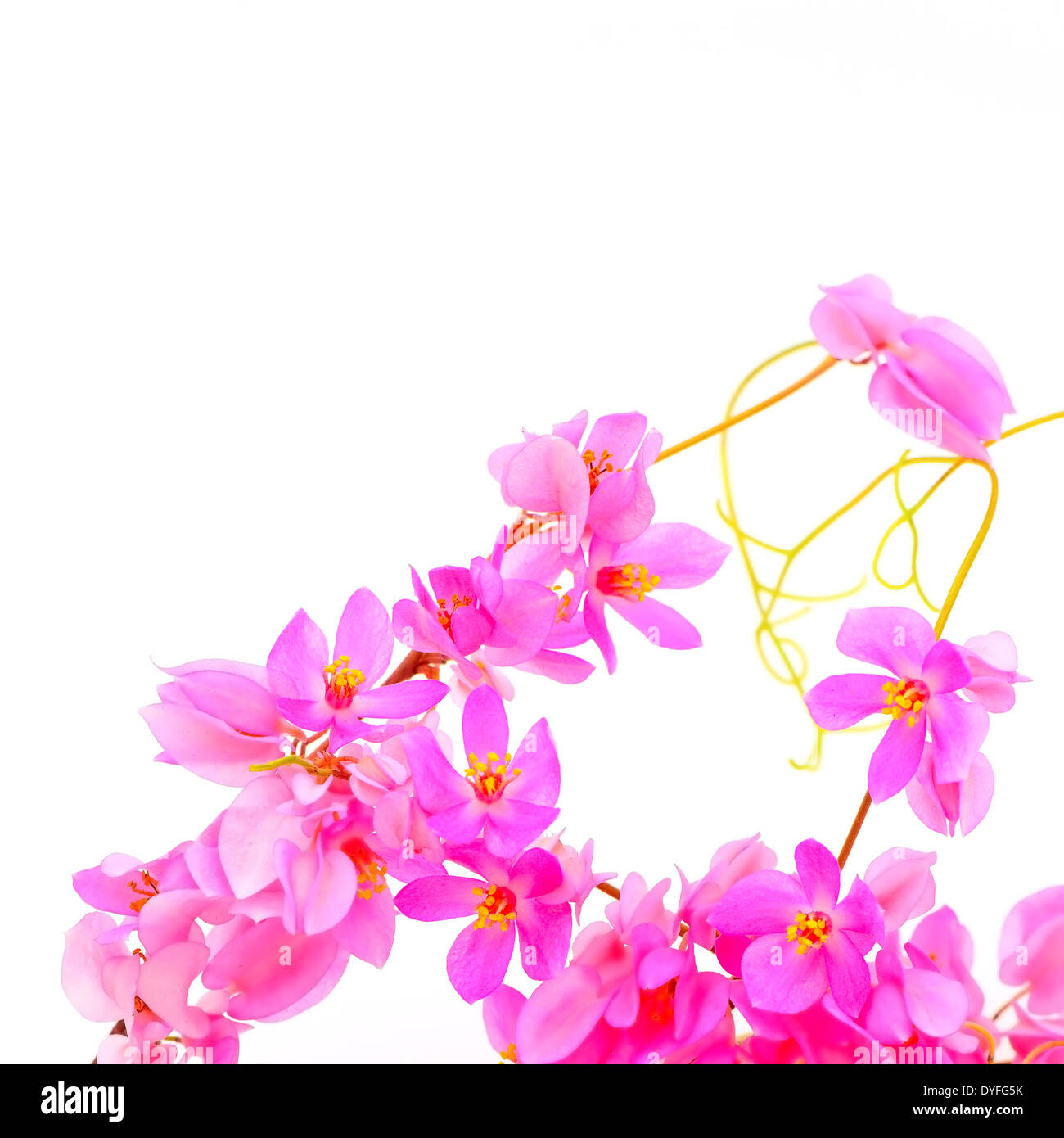 Estate fiore fiore di Antigonon leptopus o corallo rosa vitigno, isolato su uno sfondo bianco Foto Stock