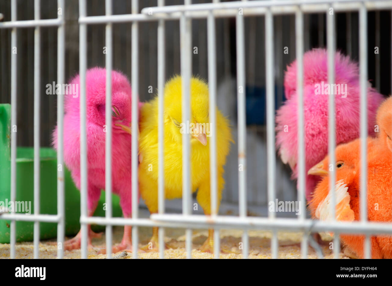 I giovani pulcini dipinta in rosa, i colori giallo e arancione in una birdcage nel souq, il vecchio mercato di Doha in Qatar. Foto Stock