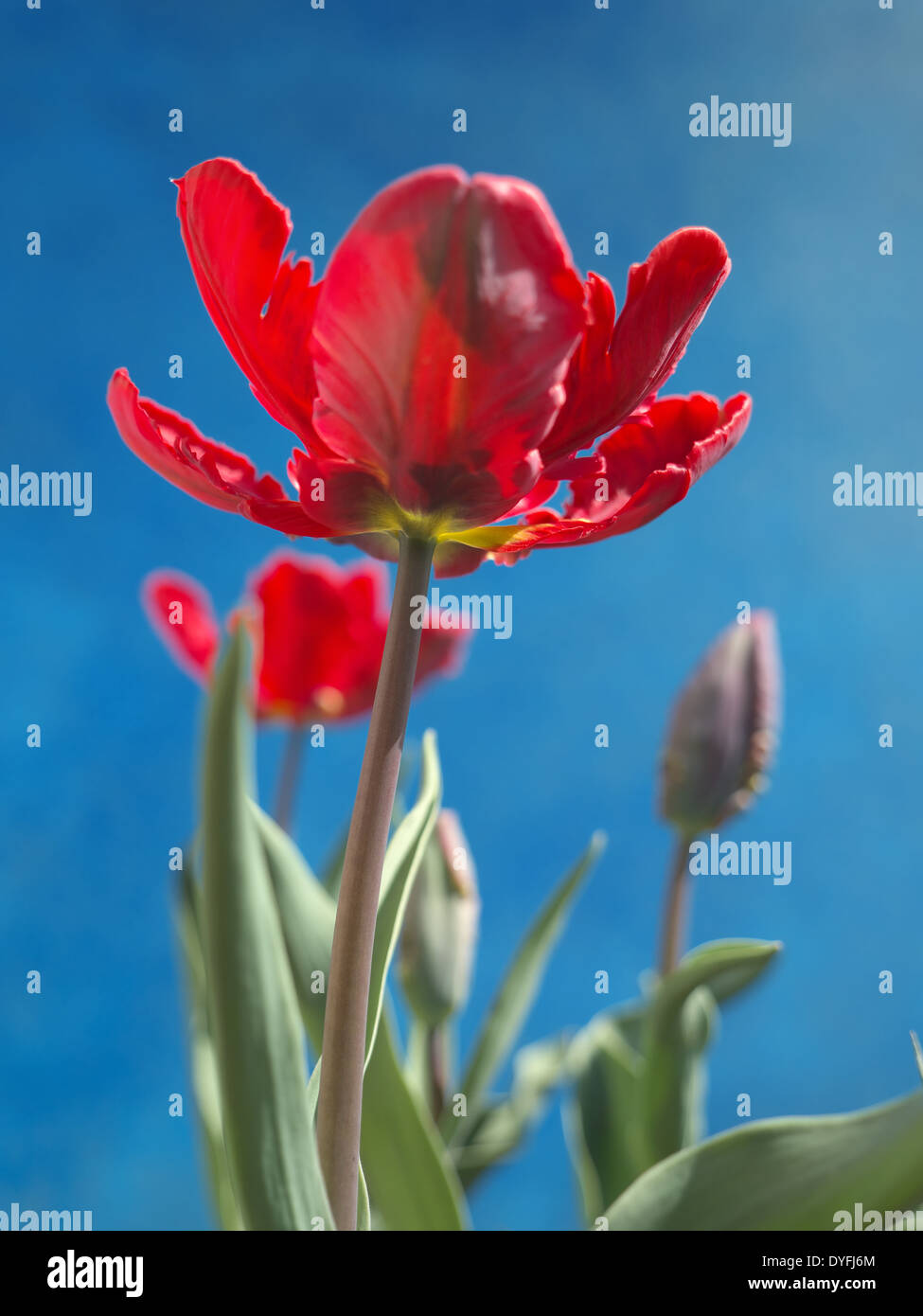 Red Parrot tulipani shot su sfondo blu Foto Stock