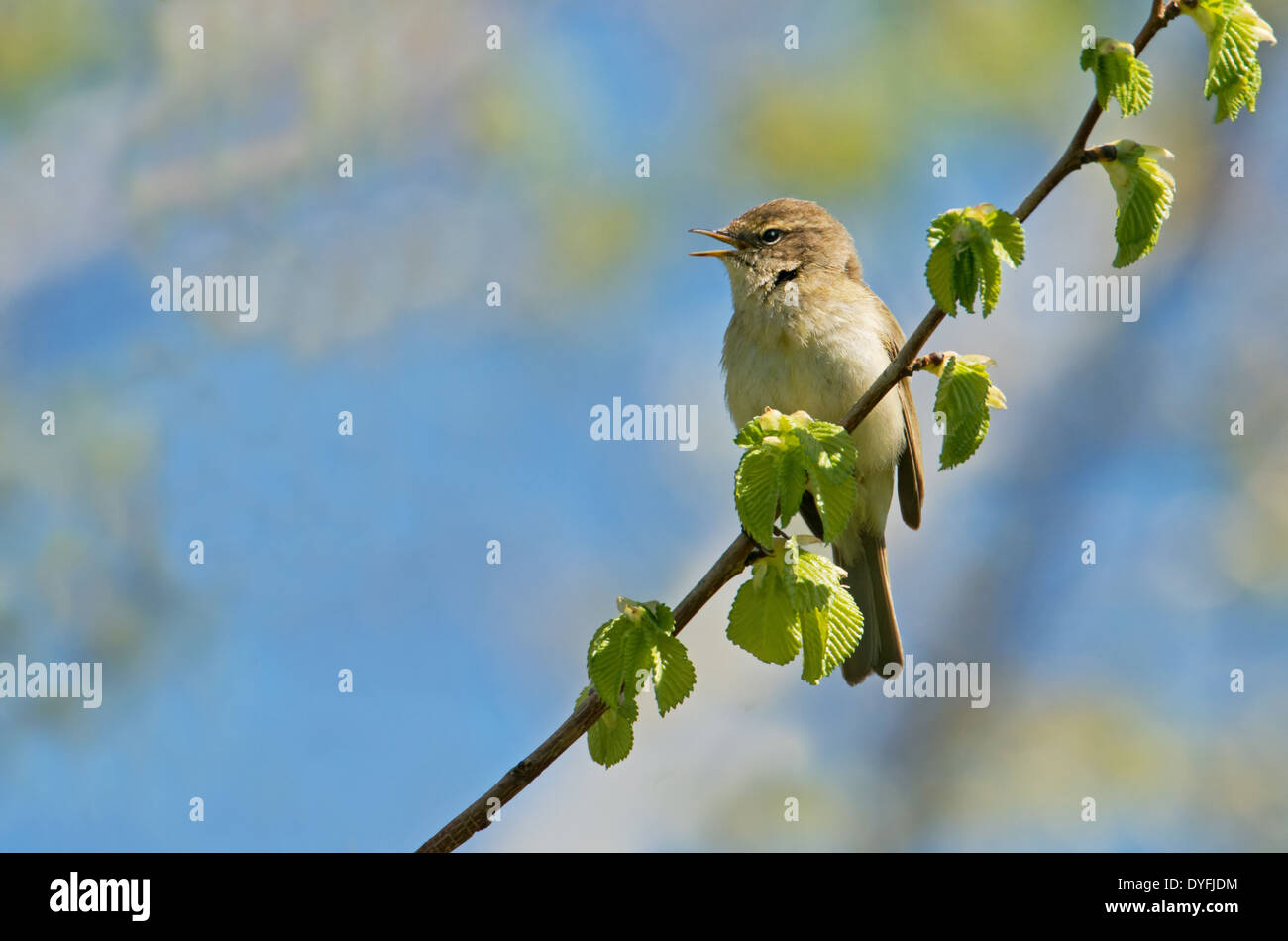 Collybita Chiffchaff-Phylloscopus,il canto. Molla, Regno Unito Foto Stock