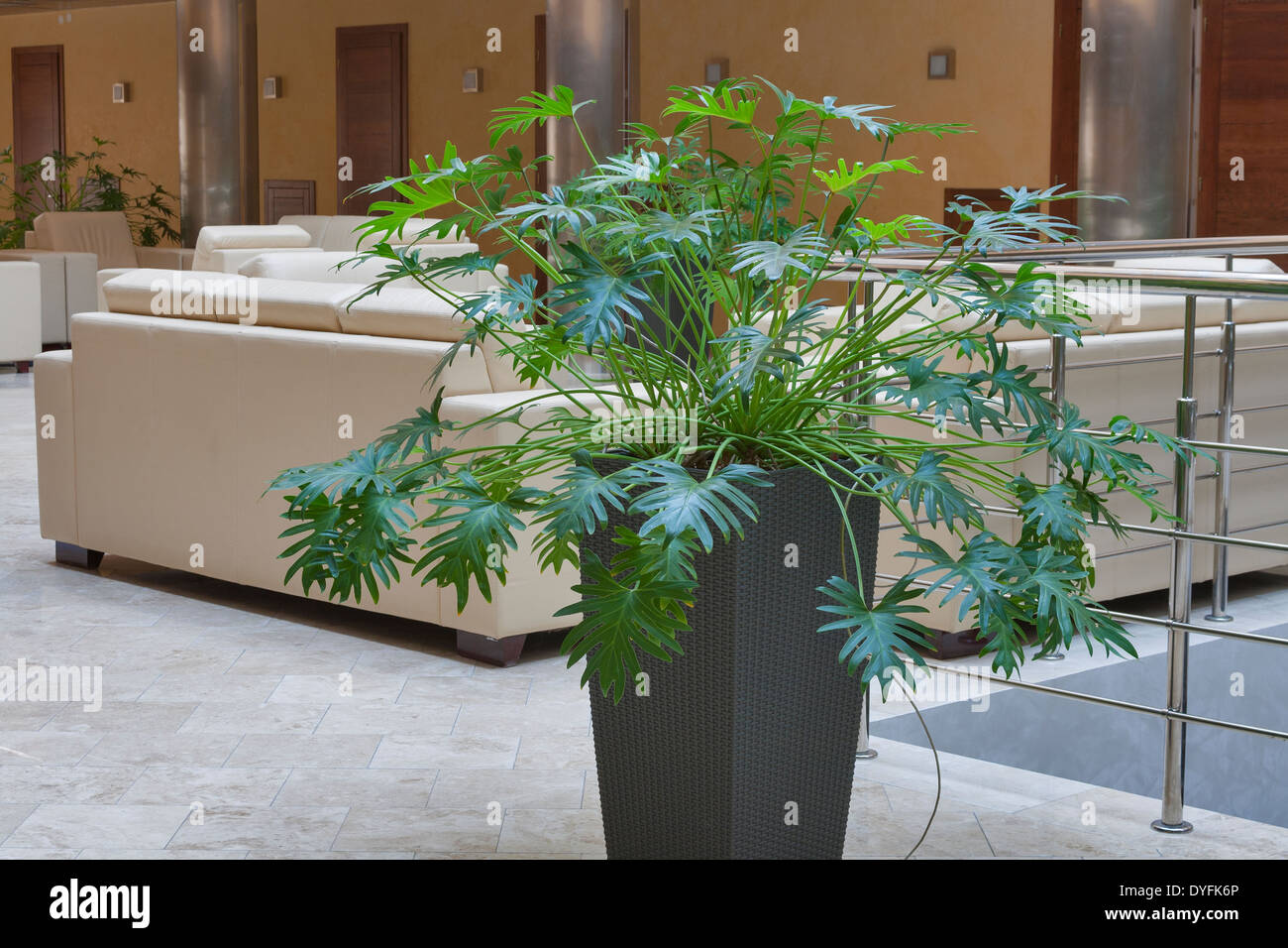 Interno con piscina pianta ornamentale Foto Stock