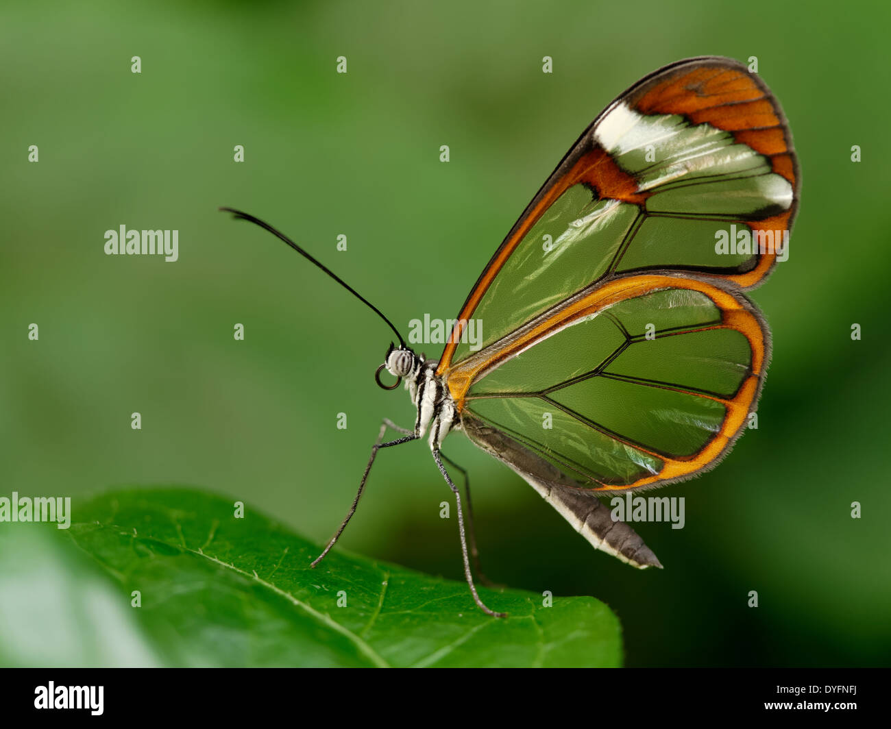 Glasswing butterfly Foto Stock