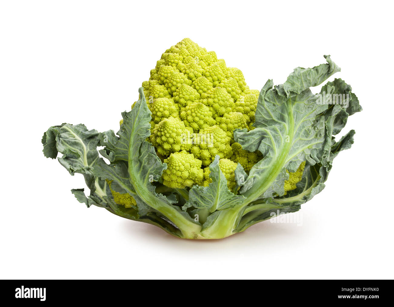 Cavolo broccolo romanesco isolato Foto Stock