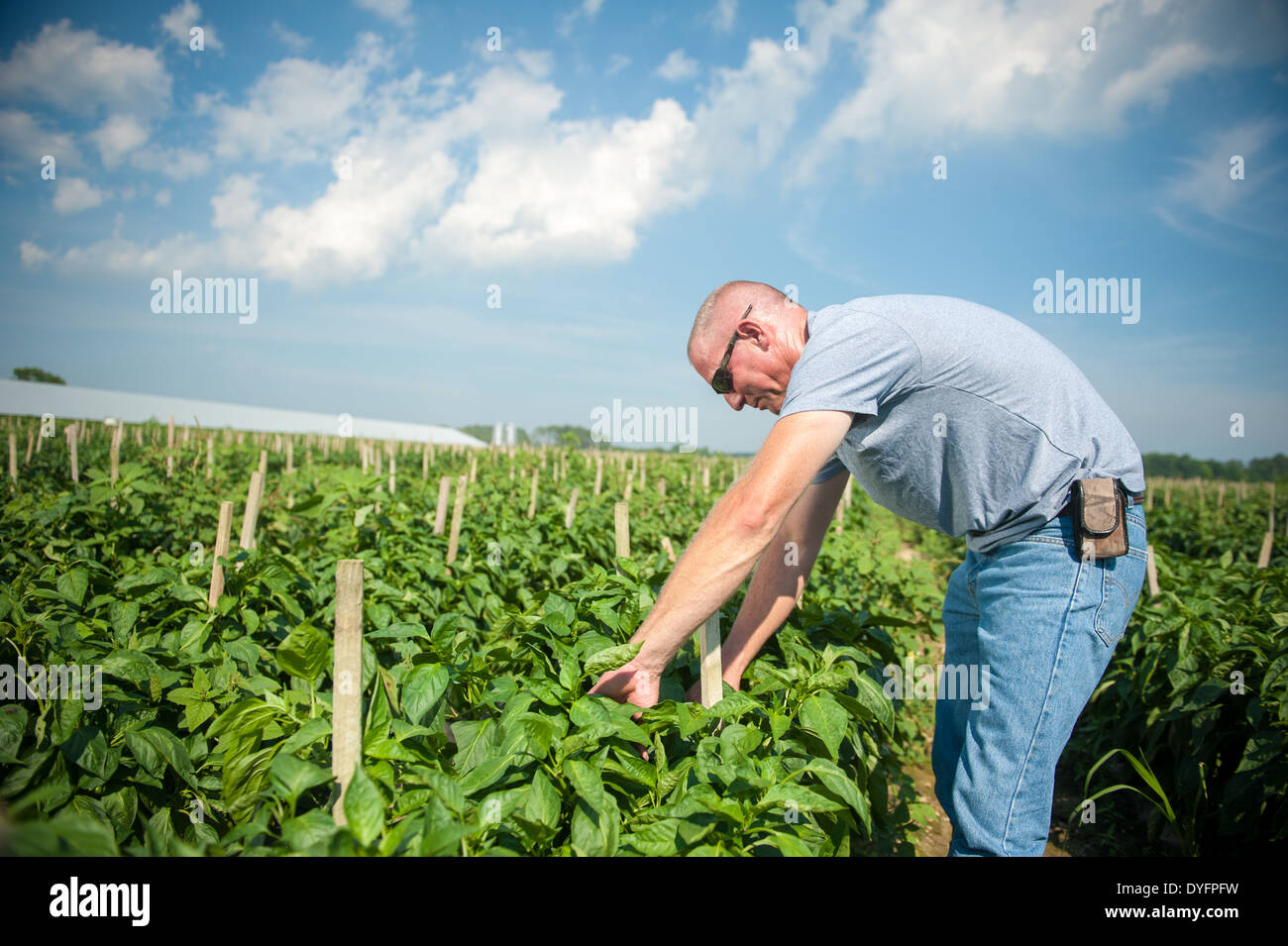 MD agricoltore guardando piante di pepe Foto Stock
