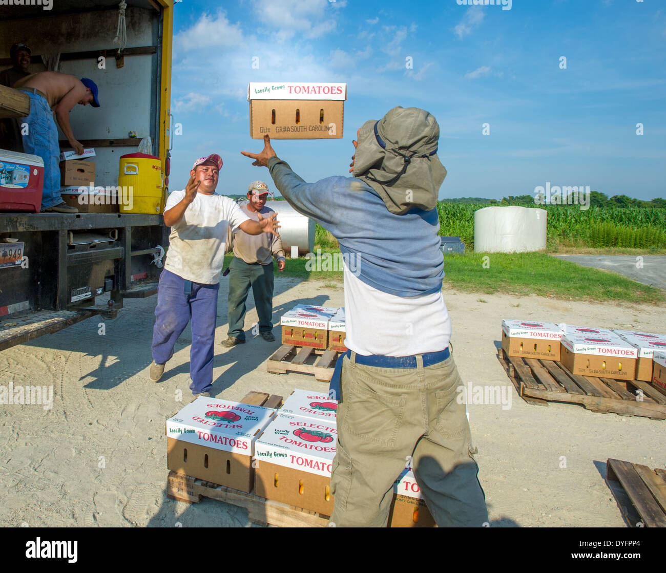 I lavoratori agricoli tossing scatola di pomodori Shelltwon MD Foto Stock