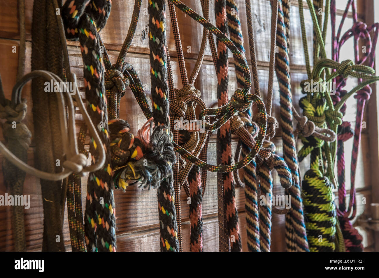 Halters appeso in camera di adesività del cavallo fienile Foto Stock