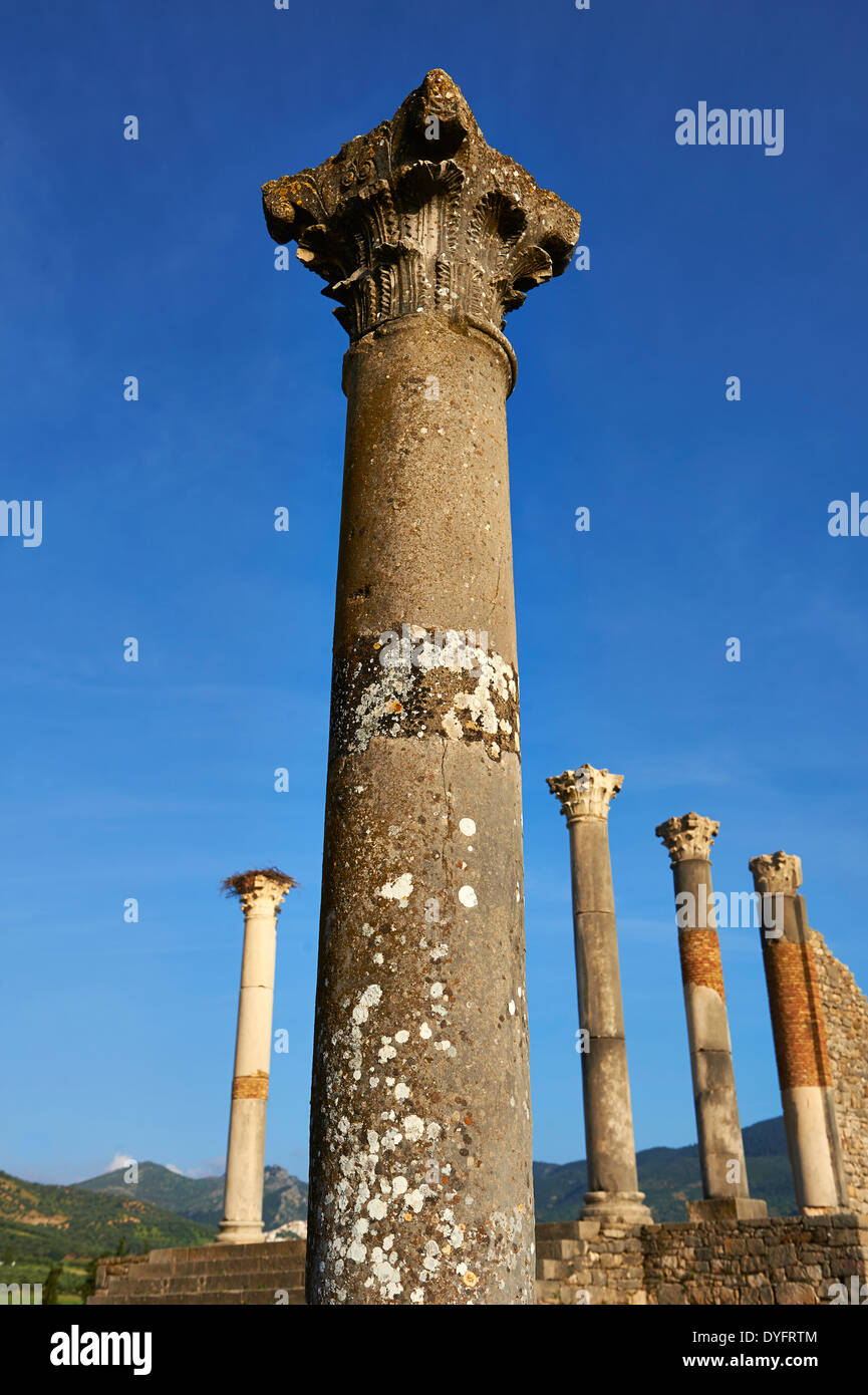 Il Corintian colonne del Tempio Capitolino Volubilis sito archeologico, Marocco Foto Stock