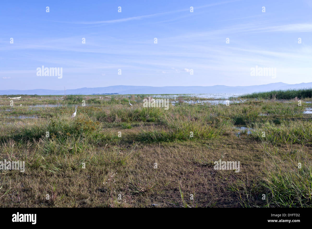 Le paludi e gli uccelli nel lago Chapala backwaters e Sierra Madre montagne di Jalisco Messico Foto Stock