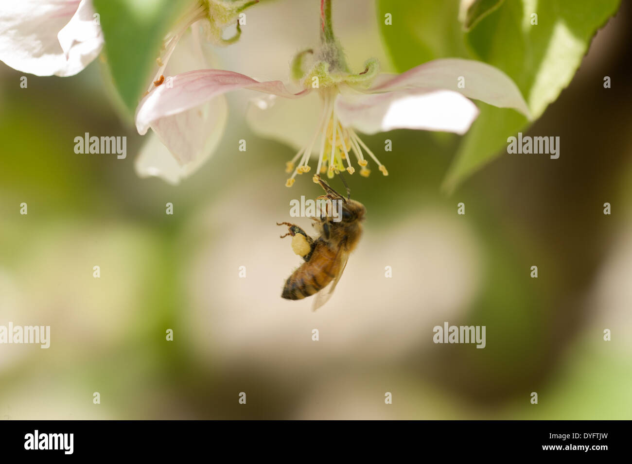 Apple Blossom con il miele delle api Thurmont MD Foto Stock