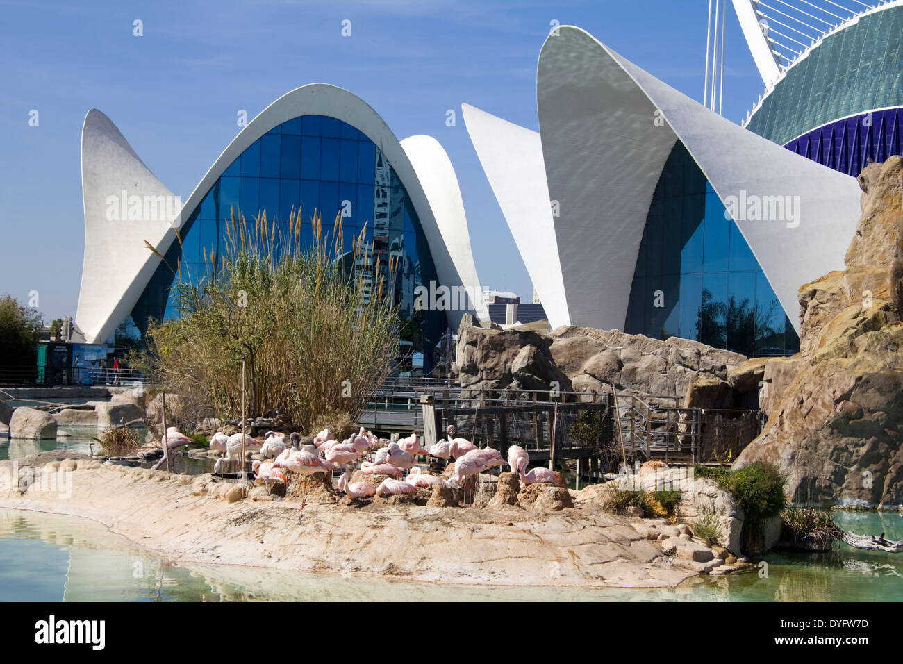 Fenicotteri rosa, Città delle Arti e delle Scienze di Valencia Spagna UE Foto Stock