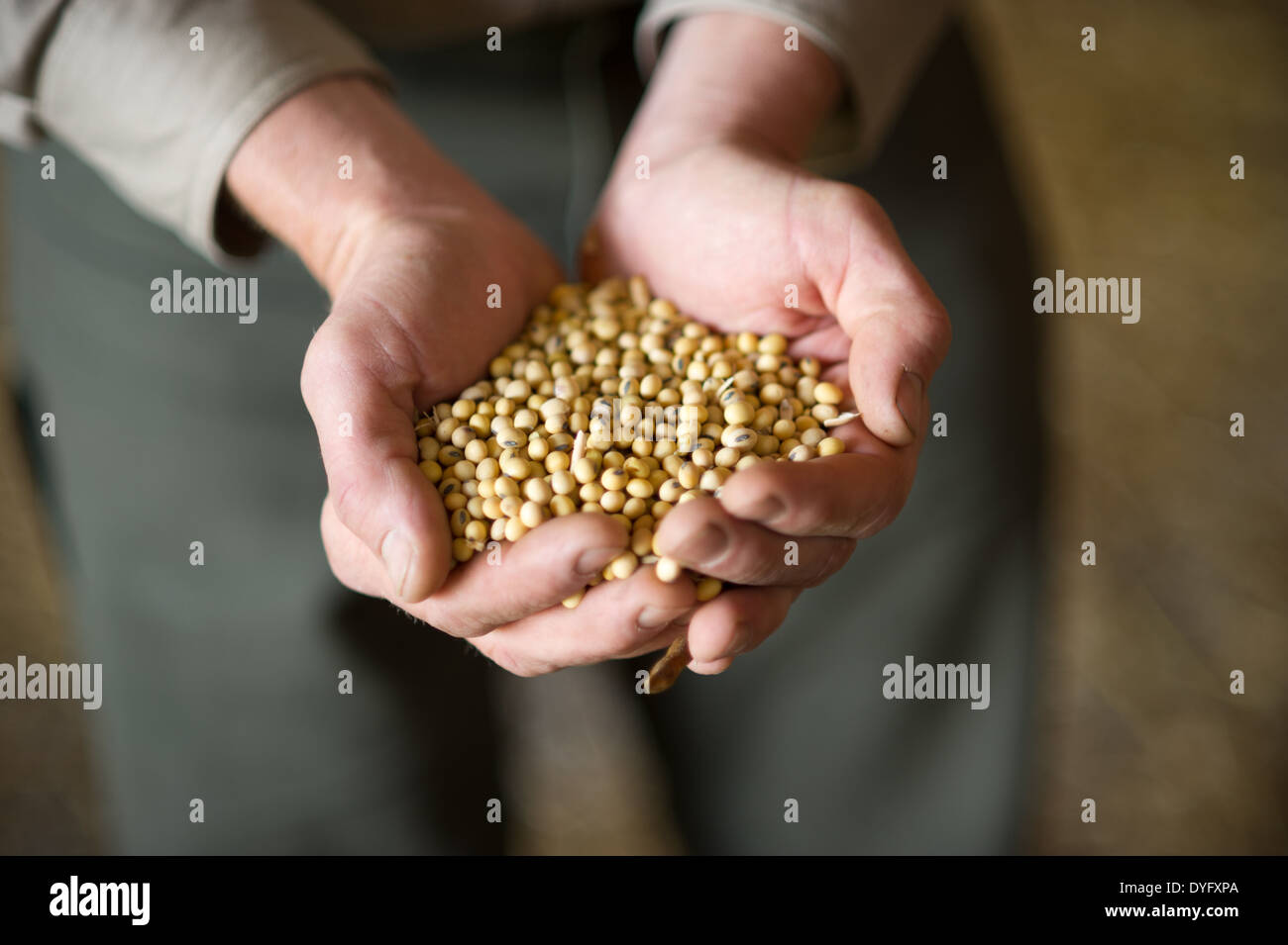Mani tenendo i semi di soia Foto Stock