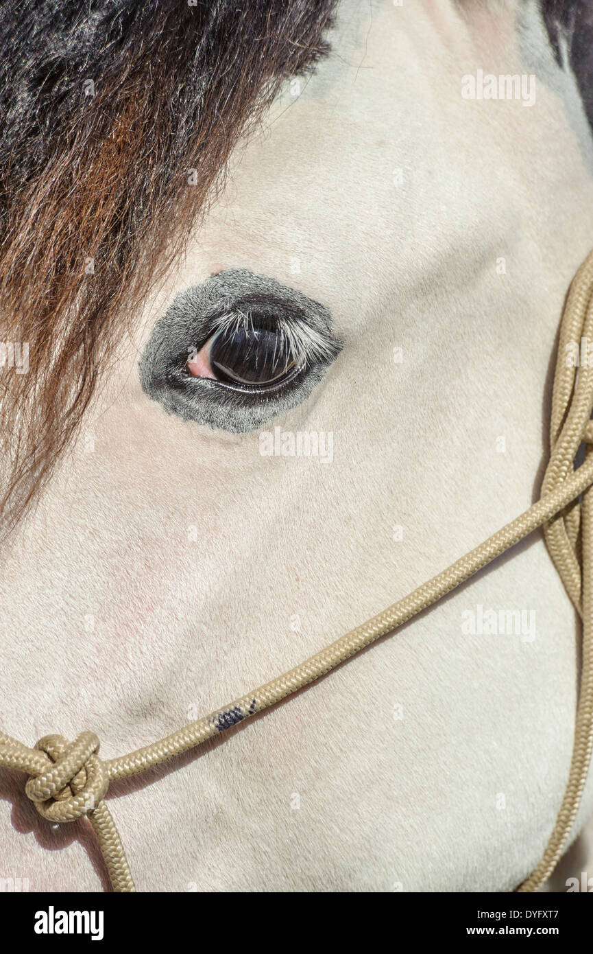 Cavalli dettaglio degli occhi Foto Stock