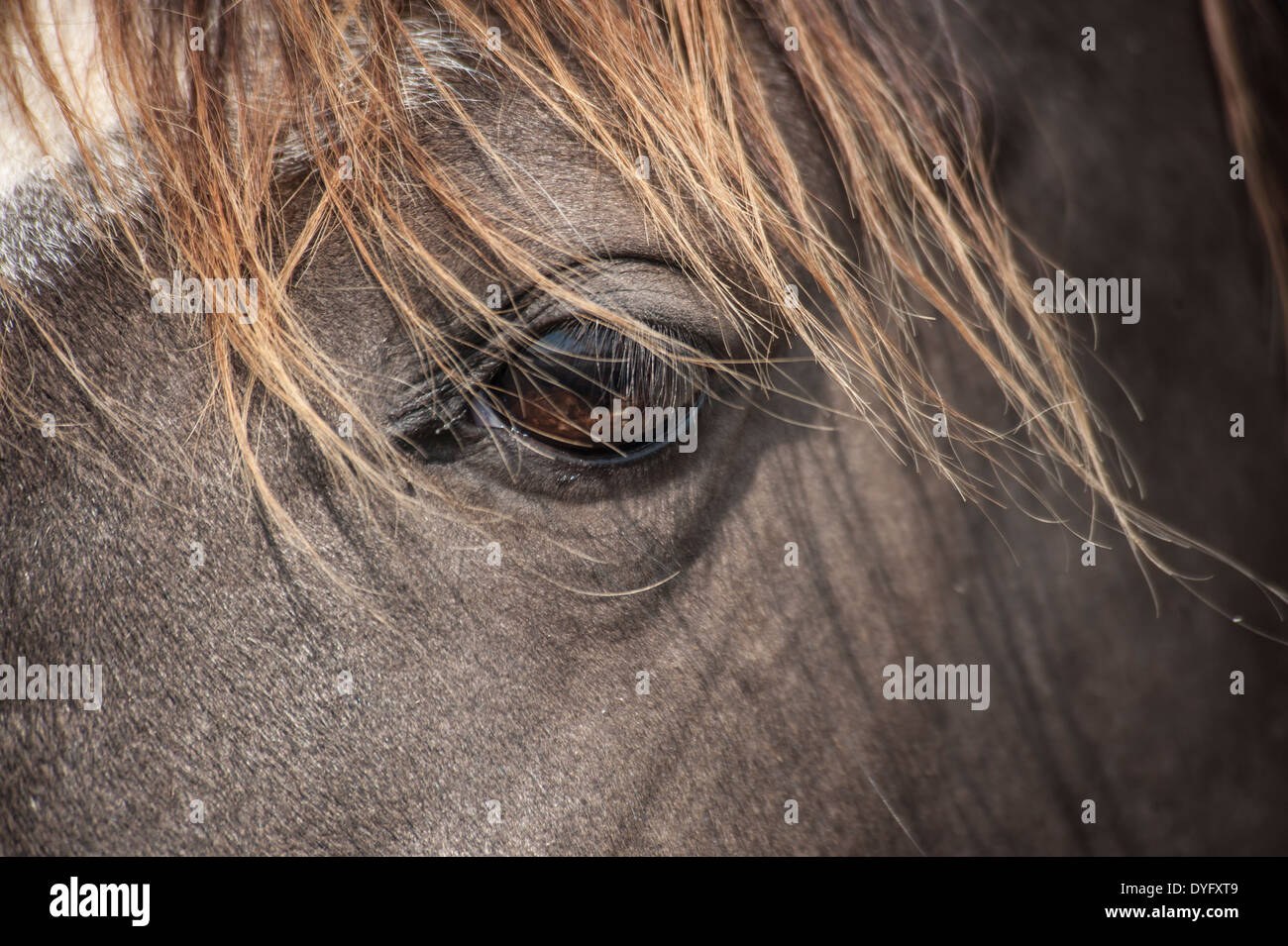 Cavalli dettaglio degli occhi Foto Stock