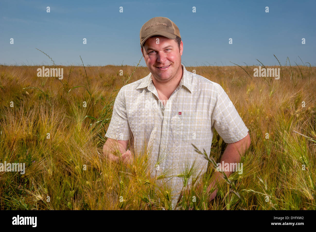 Imprenditore nel campo di grano di orzo produttore, Cordova MD Foto Stock