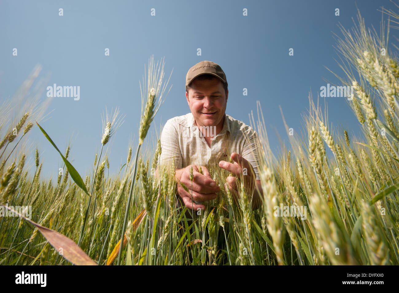 Imprenditore nel campo di grano produttore, Cordova MD Foto Stock