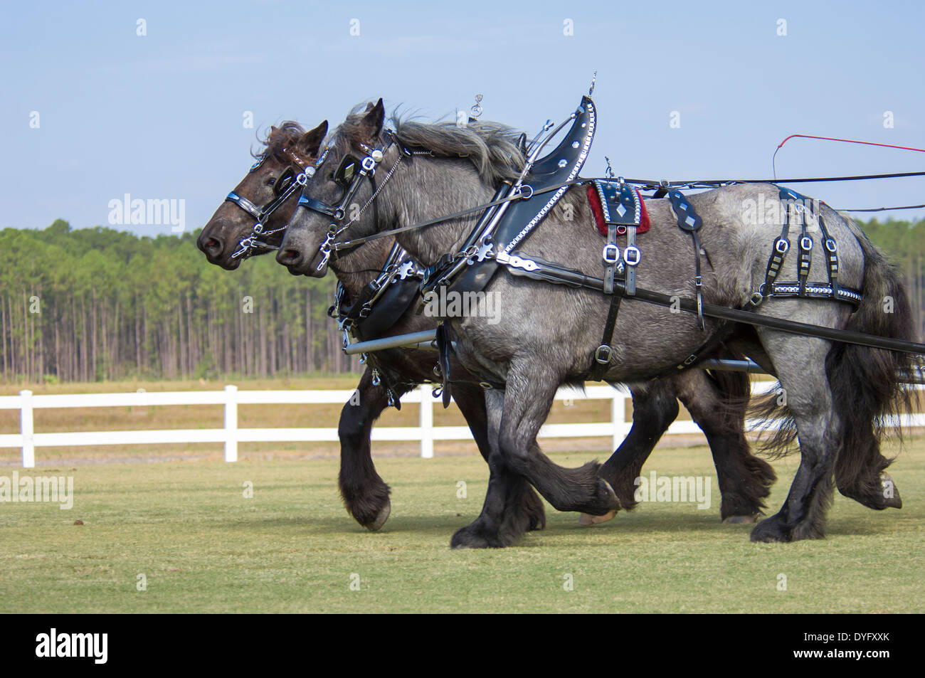 Brabant Progetto di coppia di cavalli carro di tiro in show tack Foto Stock