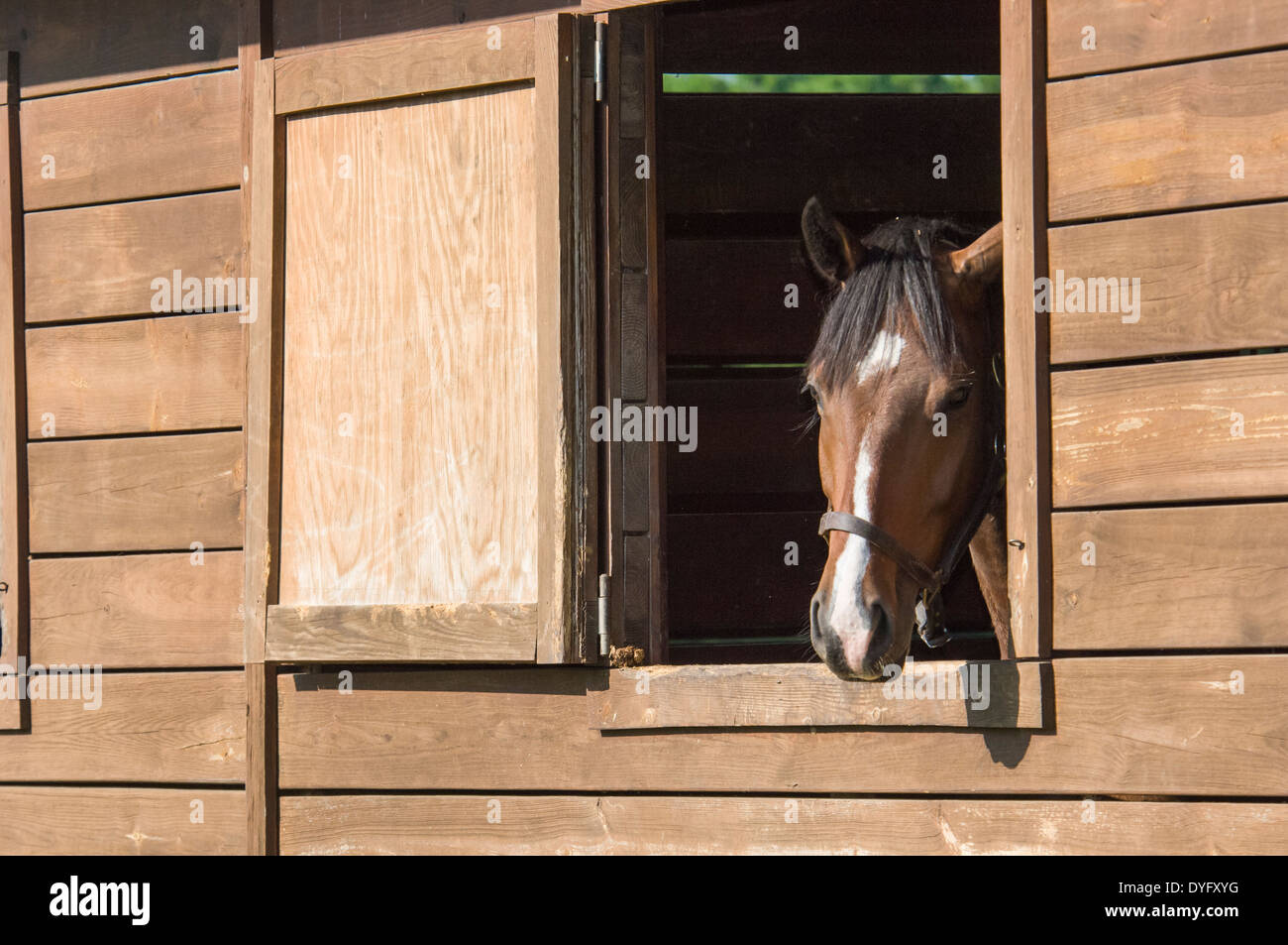 Cavallo guardando fuori di stallo nella finestra Struttura Foto Stock