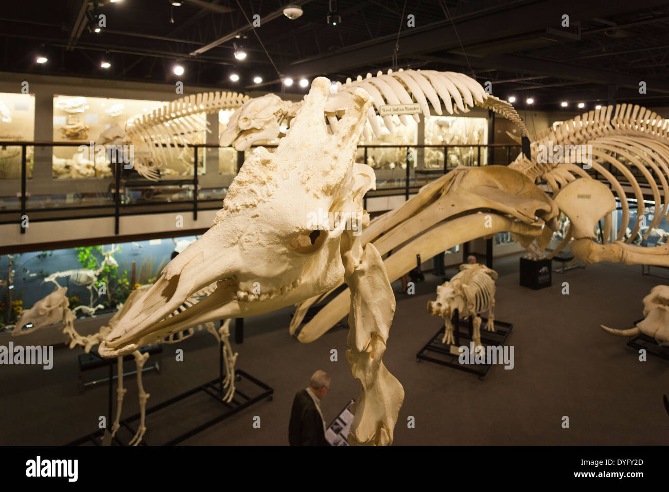 Stati Uniti d'America, Oklahoma, Oklahoma City, Museo di osteologia, scheletri di animali Foto Stock