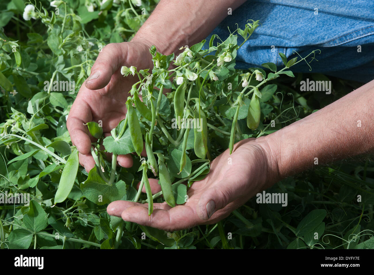 Mani che tengono le piante di pisello Preston MD Foto Stock