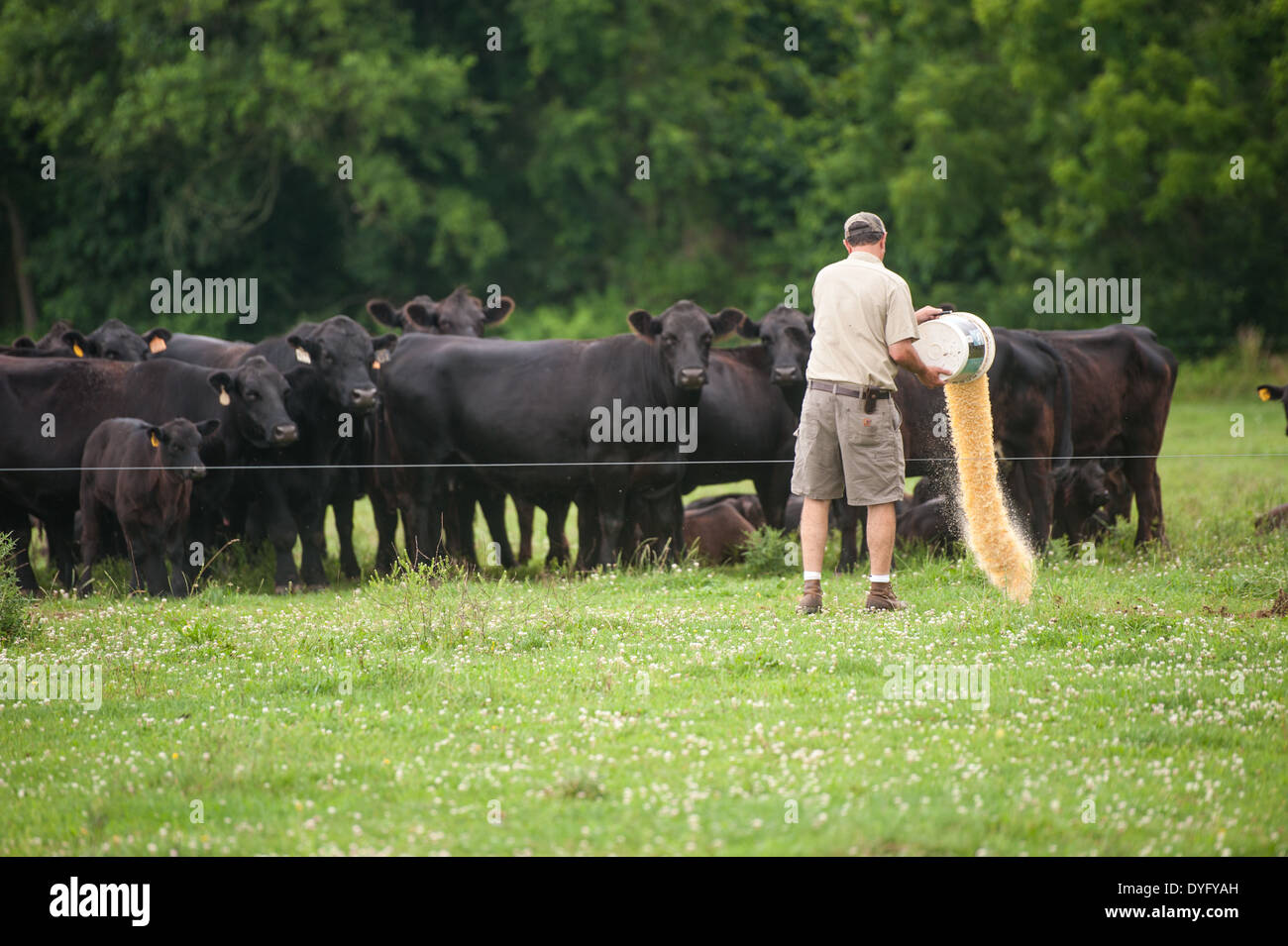 Agricoltore l' alimentazione del bestiame Cecilton MD Foto Stock